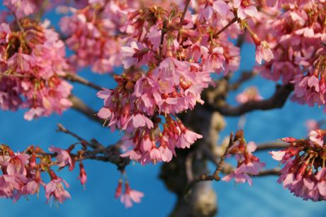 おかめ桜−１.jpg