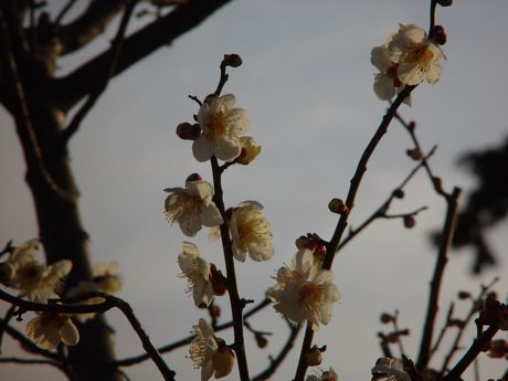 やっと見つけた梅の開花−２.jpg