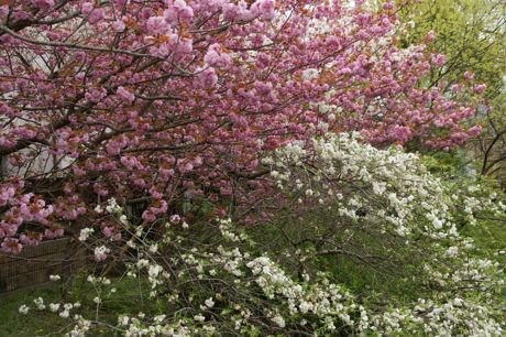 八重桜−２.jpg