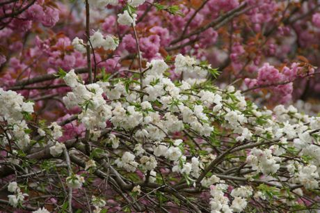 八重桜−３.jpg