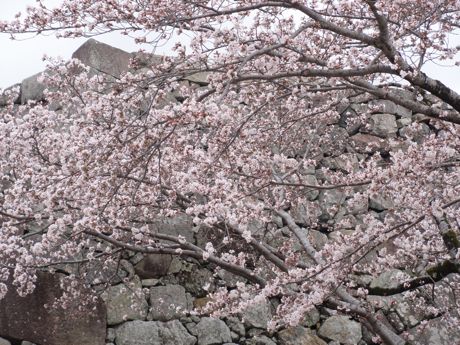 城跡の桜−２.jpg