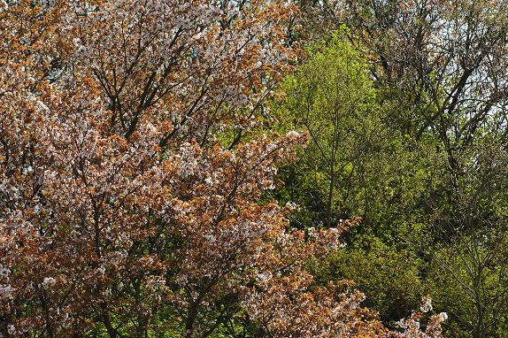 山桜と青葉との競演１０／４／１４／－１.jpg