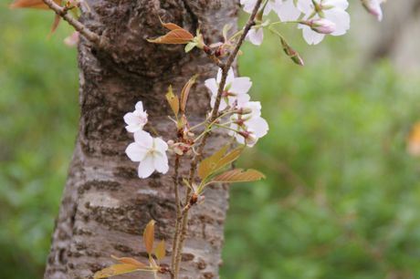 幹から咲いた白い一重の桜.jpg