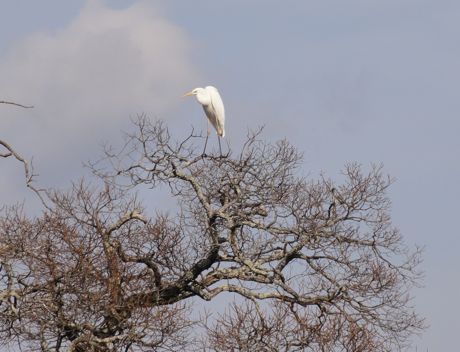 木上の白鷺.jpg
