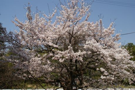 本社工場横の桜−１.jpg