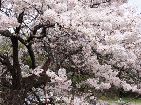 本社横の桜−２.jpg