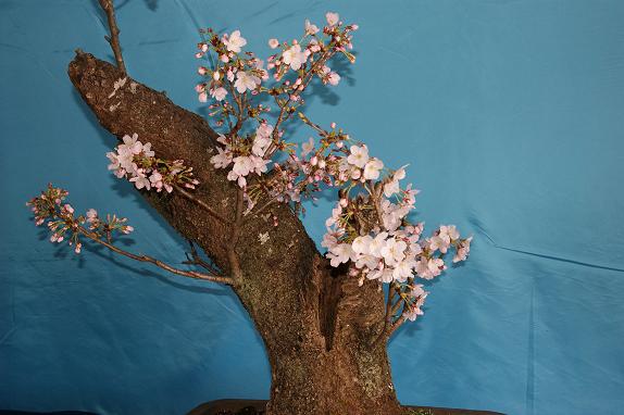 桜の瓶祭典１０／４／４／－２.jpg