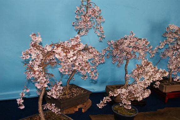 桜の盆栽展１０／４／４／－１.jpg