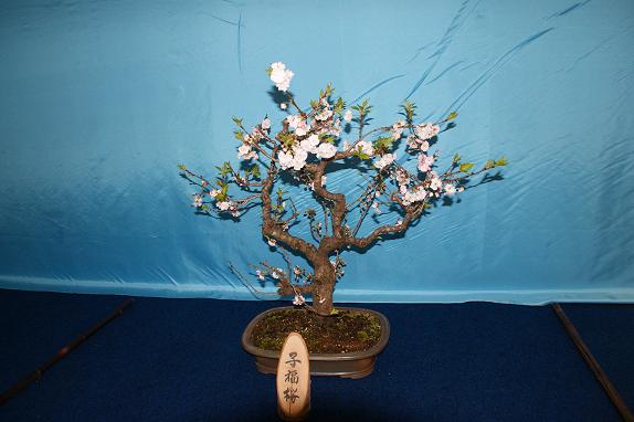 桜の盆栽展１０／４／４／－４.jpg