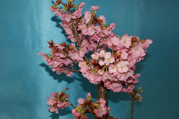 桜の盆栽展１０／４／４／－５.jpg
