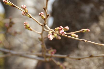 桜の蕾９／３／２６／－２.jpg