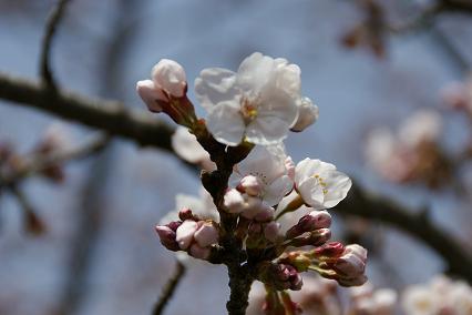 桜咲き始め８／４／４／－２.jpg