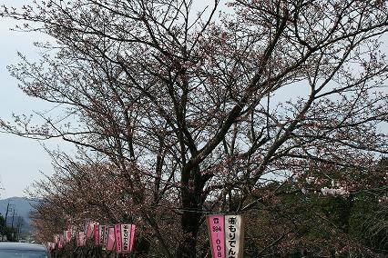 桜咲き始め８／４／５／－１.jpg