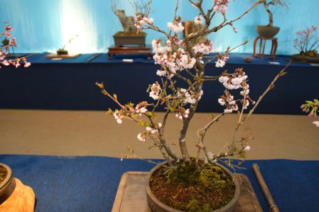 熊谷桜−１.jpg