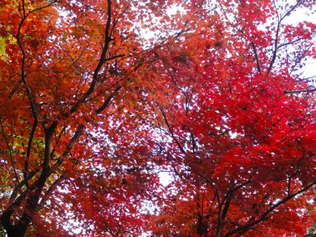 王地山公園の紅葉−１.jpg