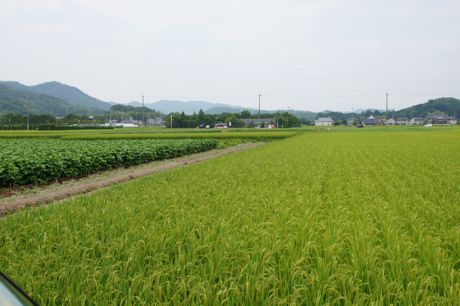 稲作と黒豆畑.jpg