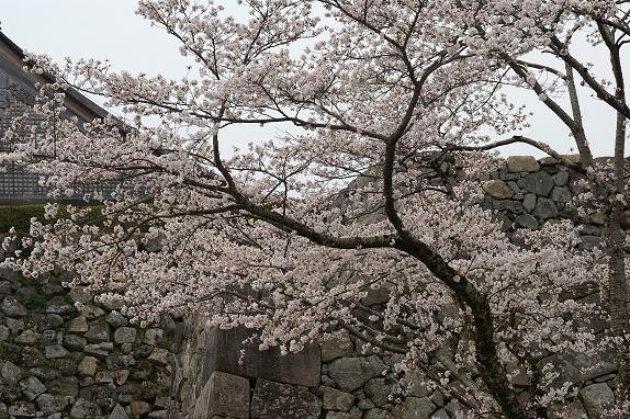 篠山城趾の桜１０／４／５／－１.jpg