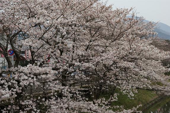 篠山城趾の桜１０／４／５／－２.jpg