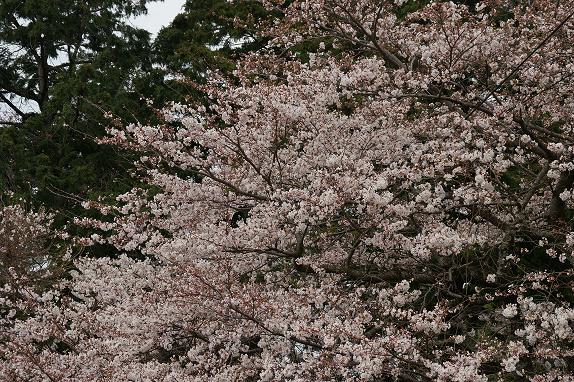 篠山城趾の桜１０／４／５／－３.jpg