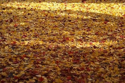 落葉の絨毯８／１１／１８／－８.jpg