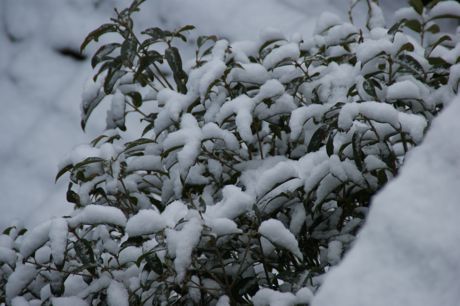 隣の木に雪.jpg